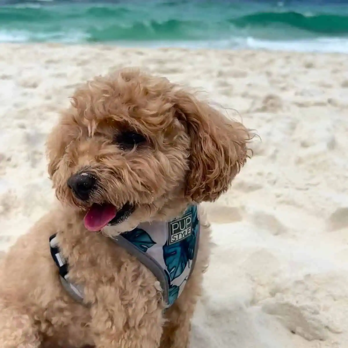 panting Cavapoo puppy by the beach