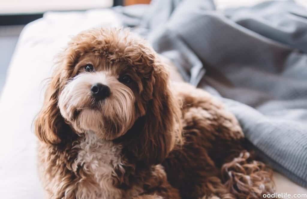 red and white parti cavapoo