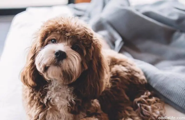 Do Cavapoos Shed? (Non Shedding Cavapoo Coat Guide)