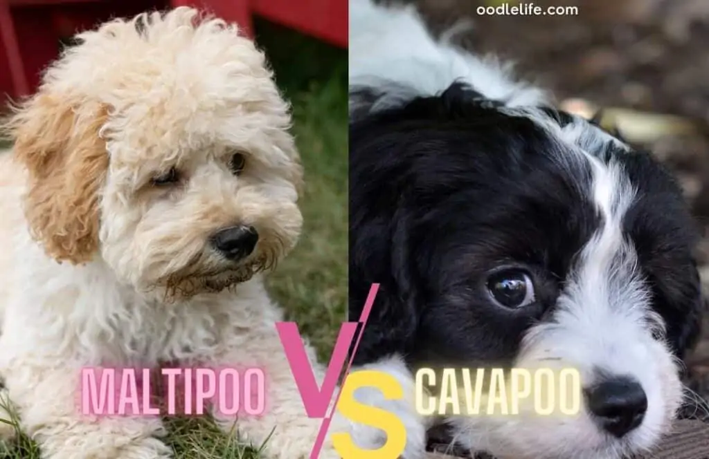 cavapoo and maltipoo puppy