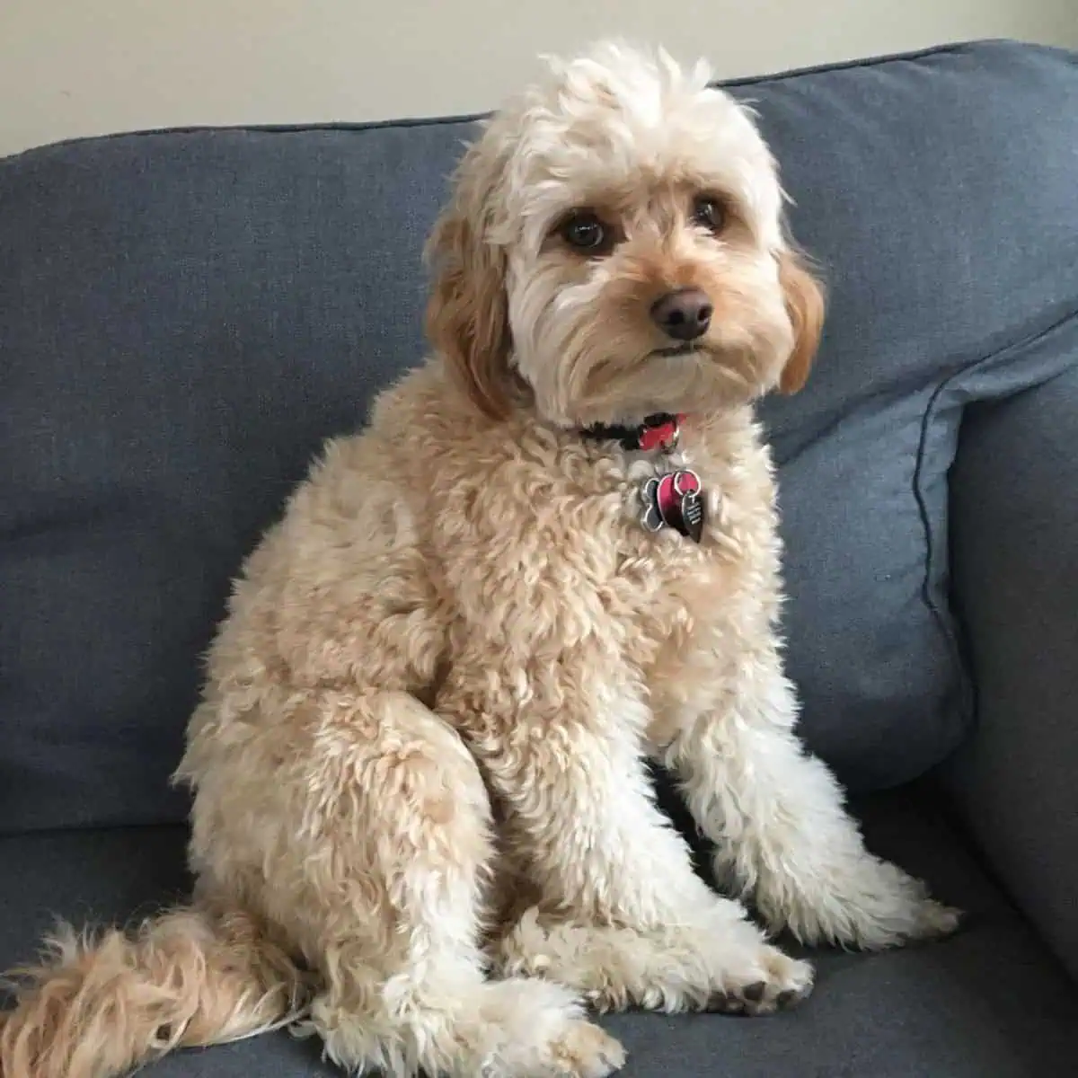 posing Cavapoo on couch