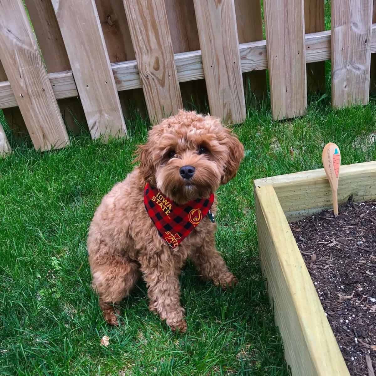 potty time for Cavapoo