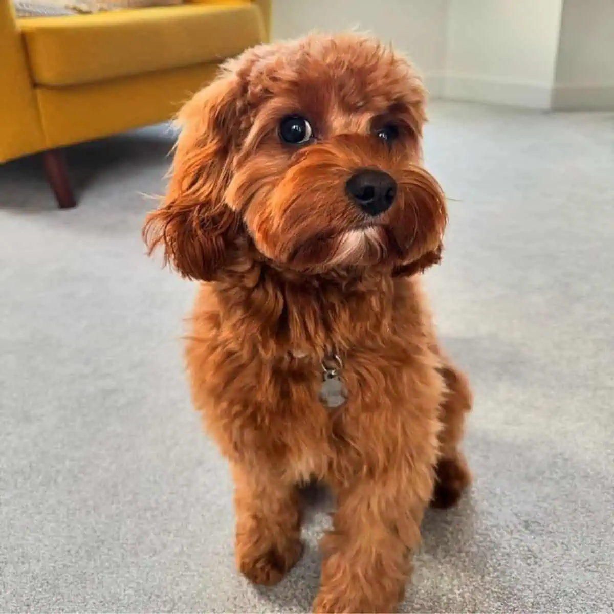 potty training needs for Cavapoo puppy
