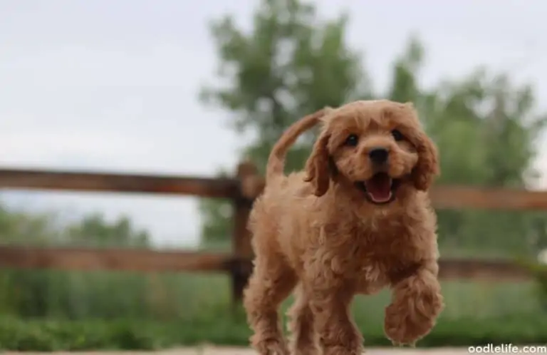 When Do Cavapoos Shed Their Puppy Coat?