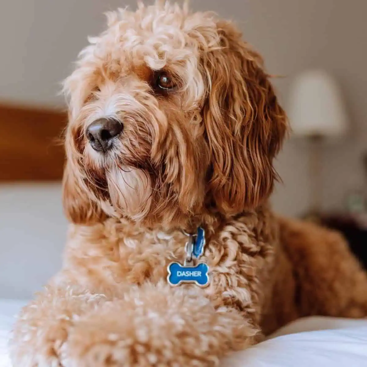 quiet Cavapoo looks relaxed