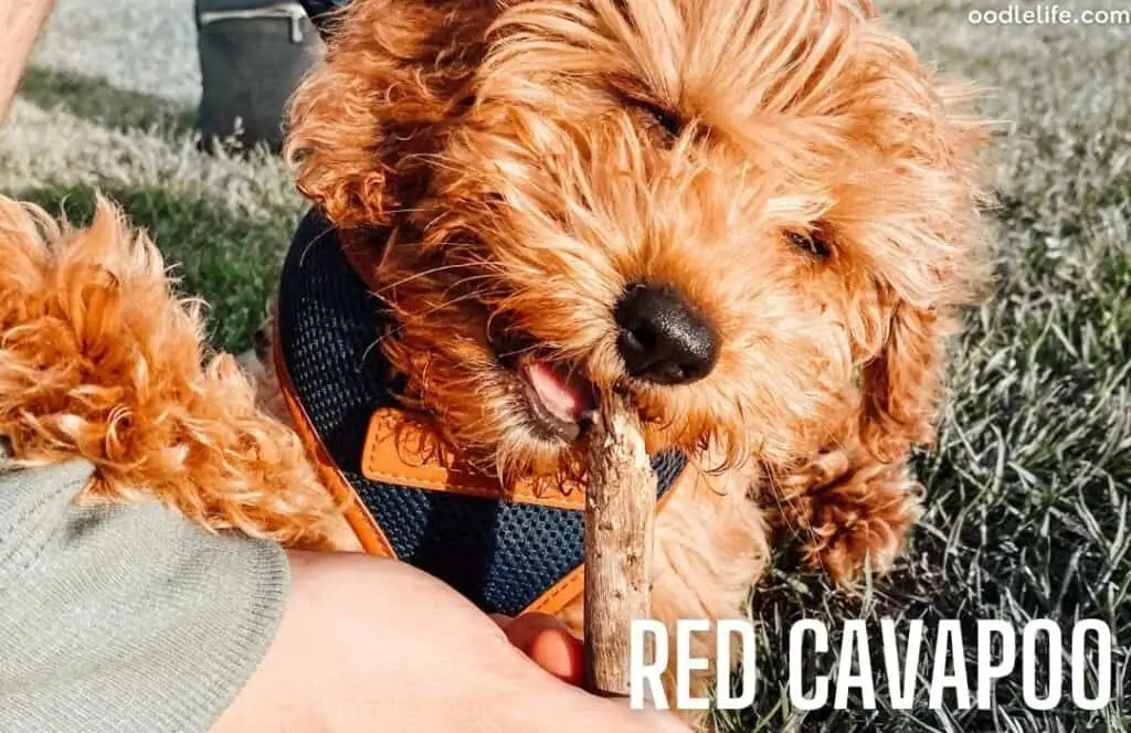 red cavapoo coat