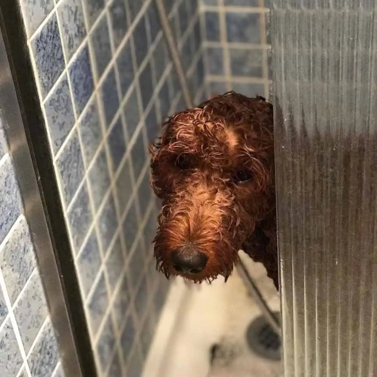 regular bath of Goldendoodle