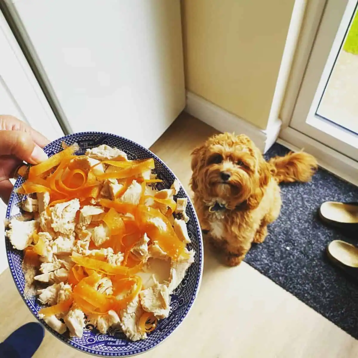 serving healthy food option for Cavapoo
