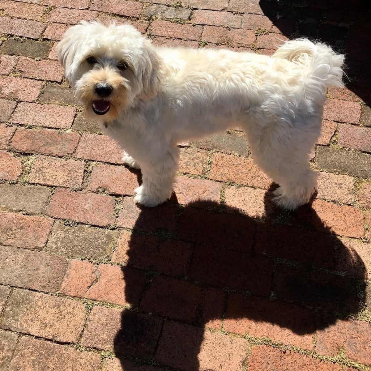 shadow of a Goldendoodle