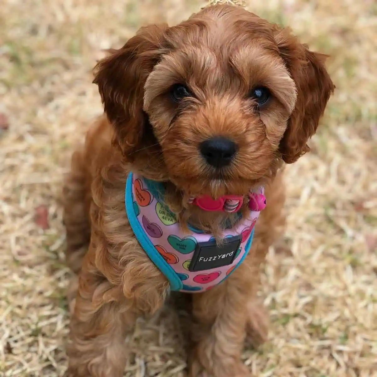 sitting Cavapoo on its potty location