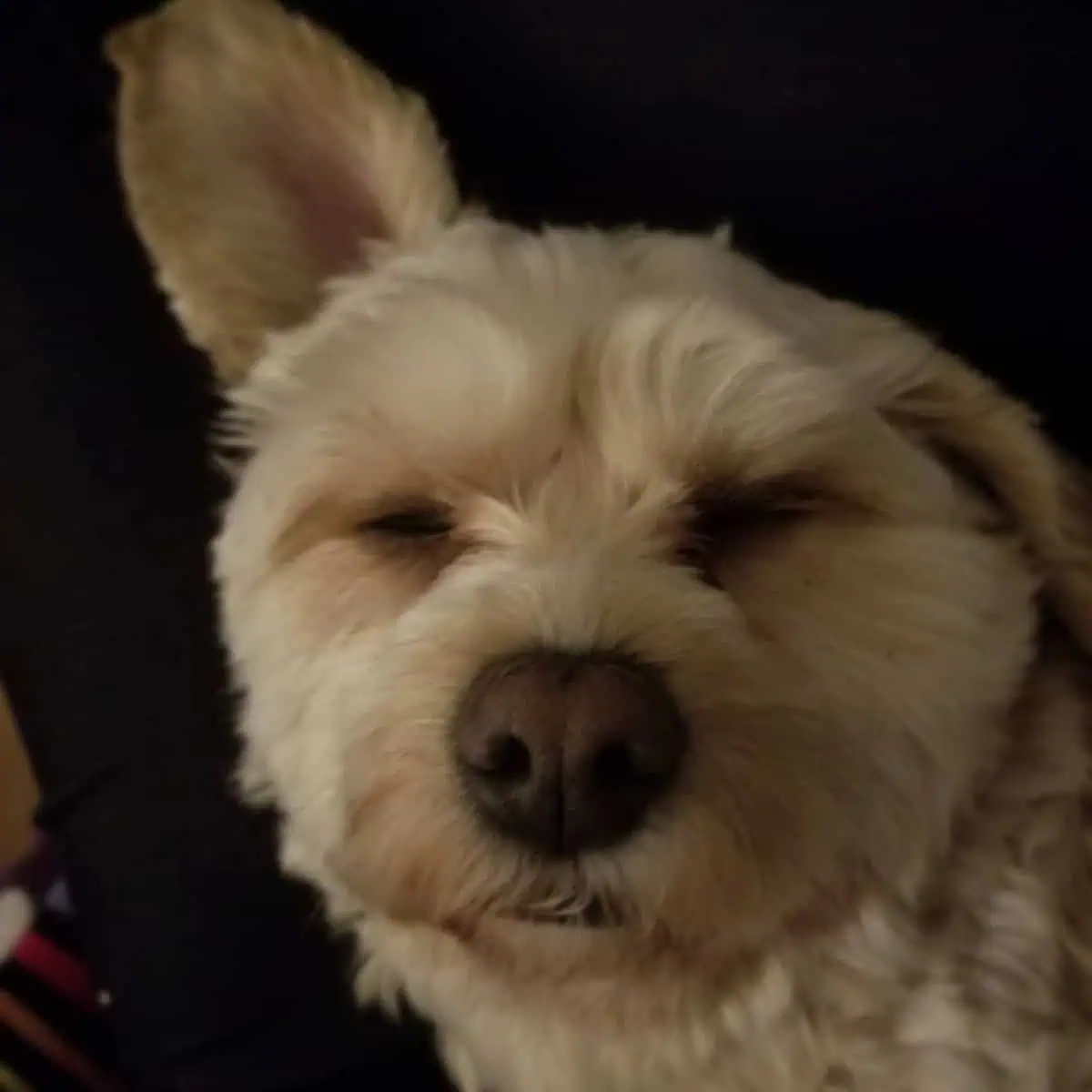 sleeping Cavapoo ear cleaning