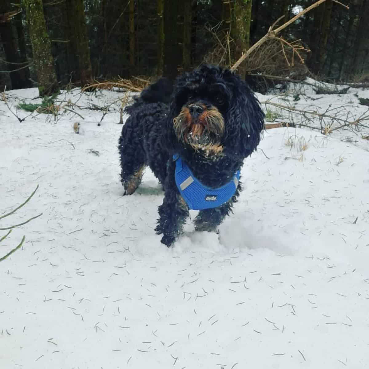 standing Cavapoo in snow