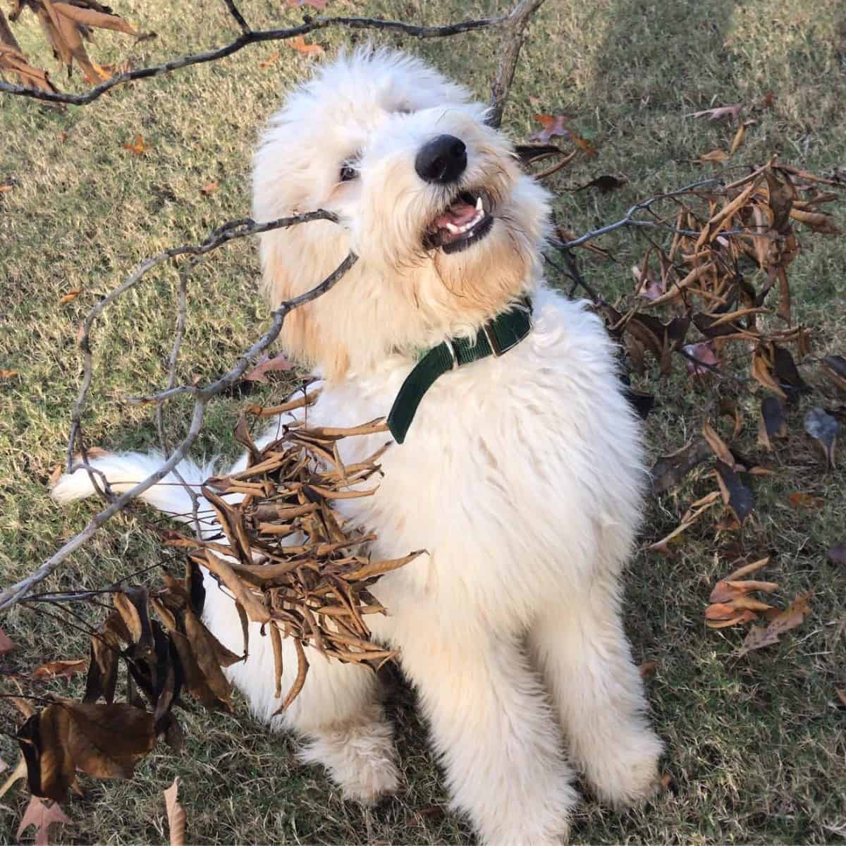 straight-coated Goldendoodle with branch of tree