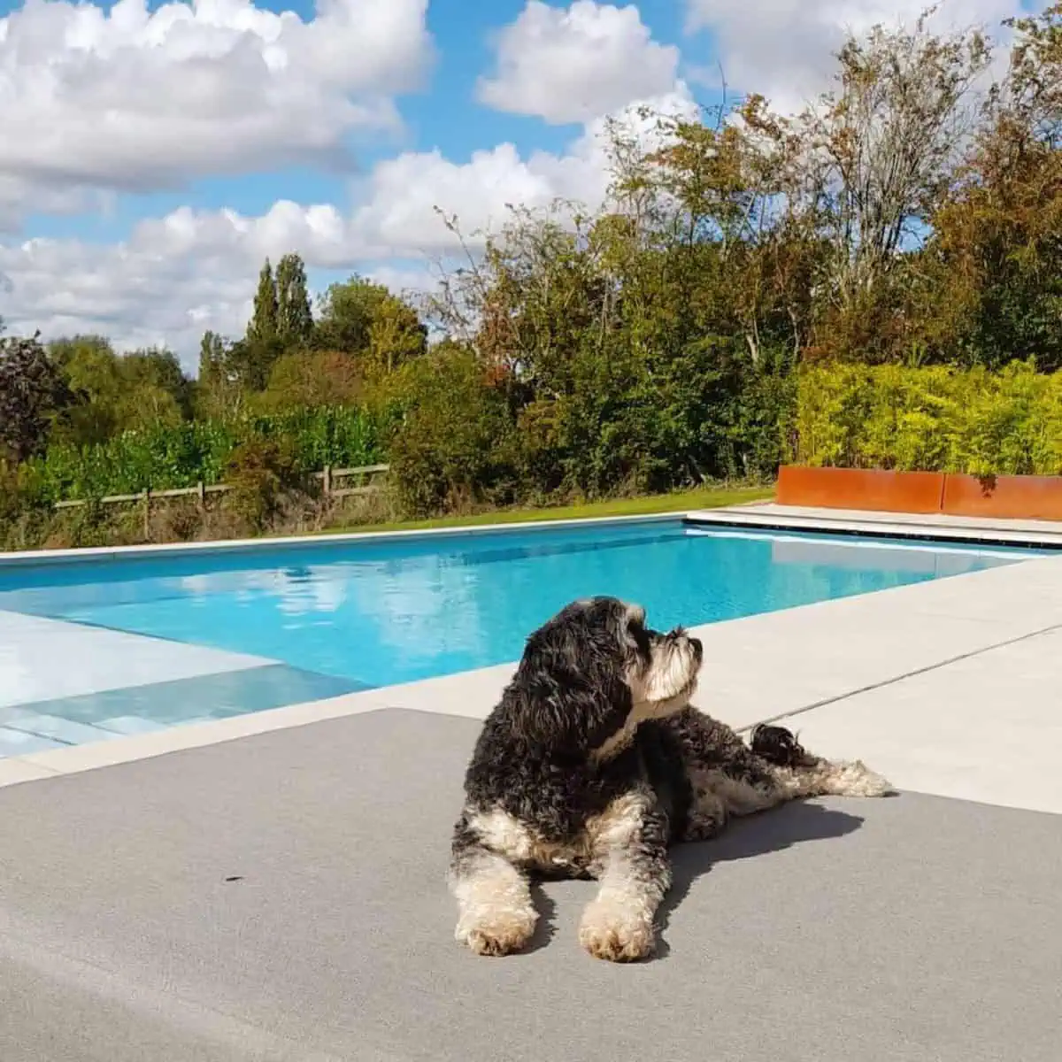 sunbathing Cavapoo besides pool