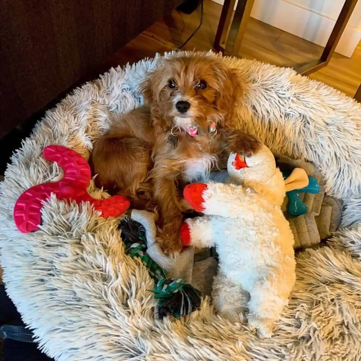 surprised Cavapoo puppy with its owner