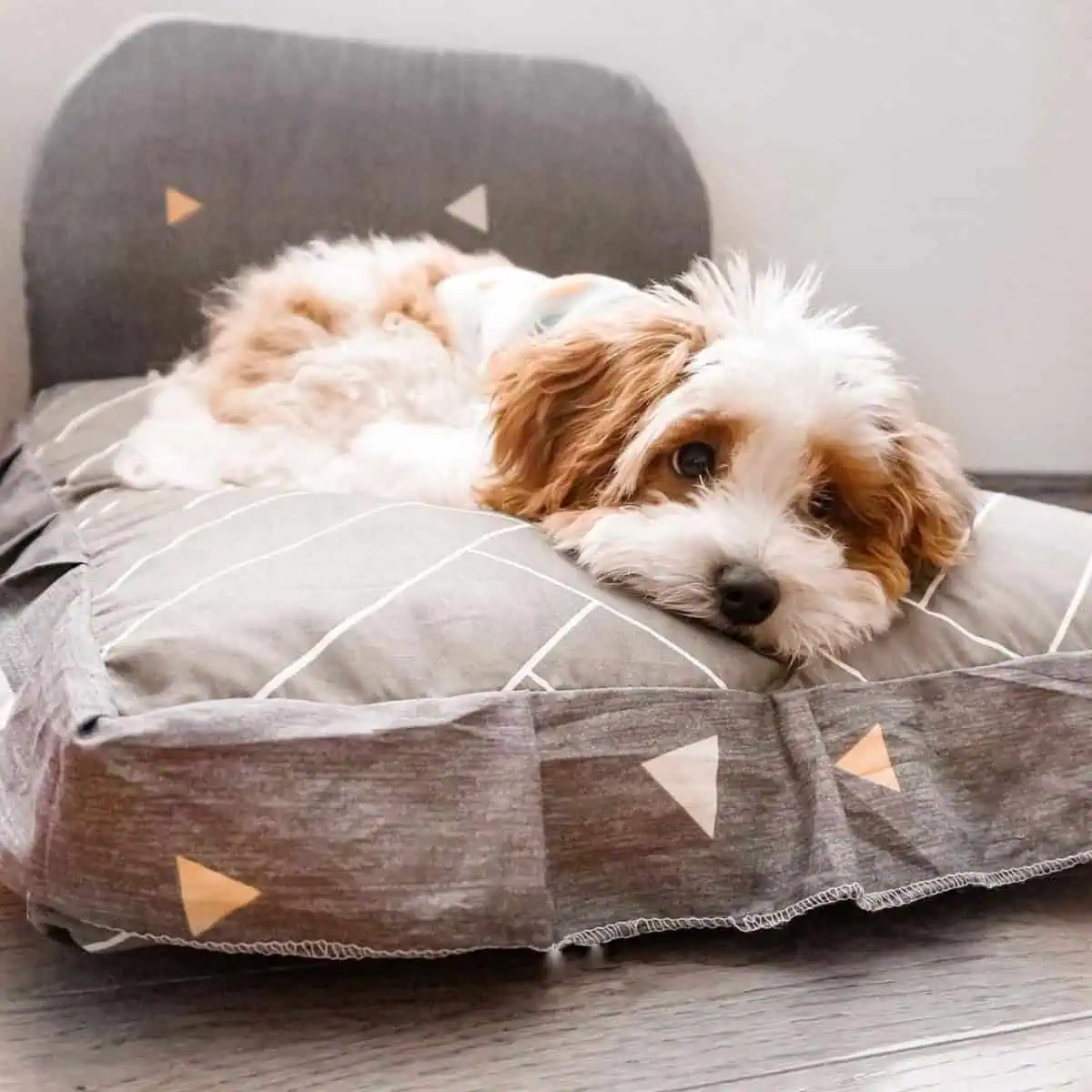 tired Cavapoo on pillow