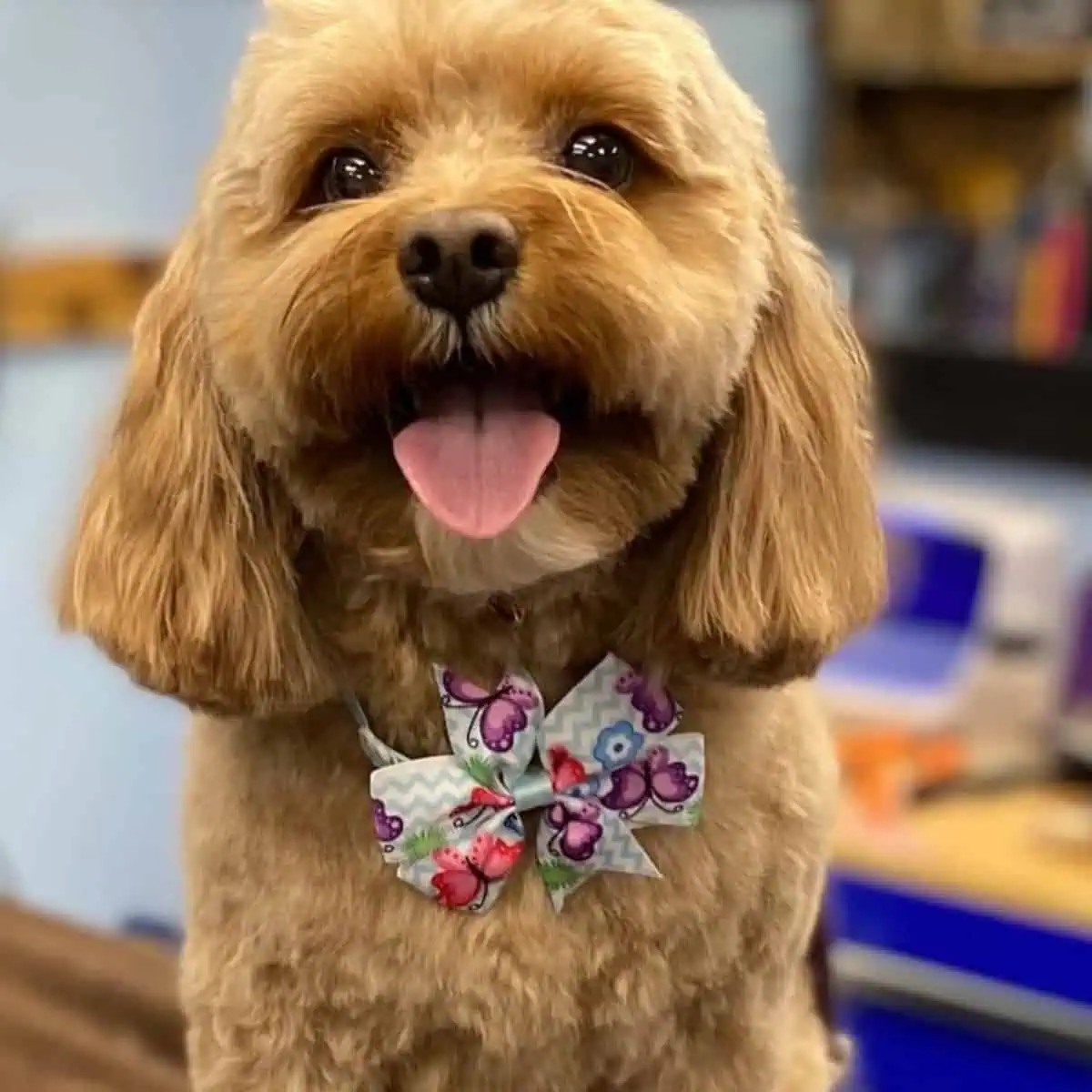 tongue out Cavapoo