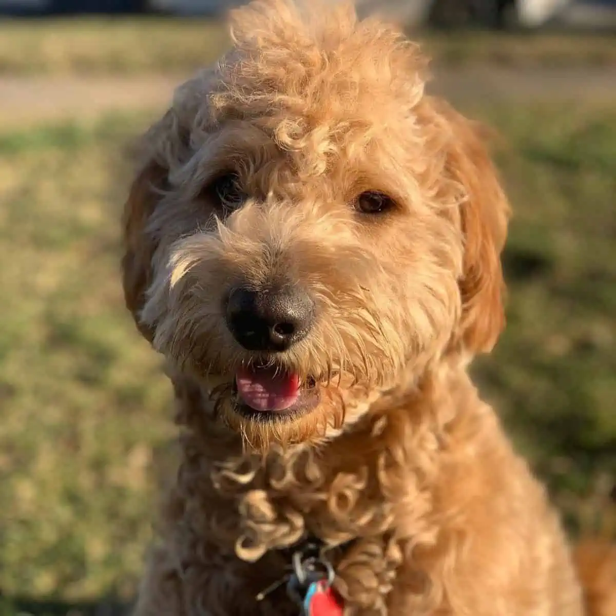 tongue out Goldendoodle puppy