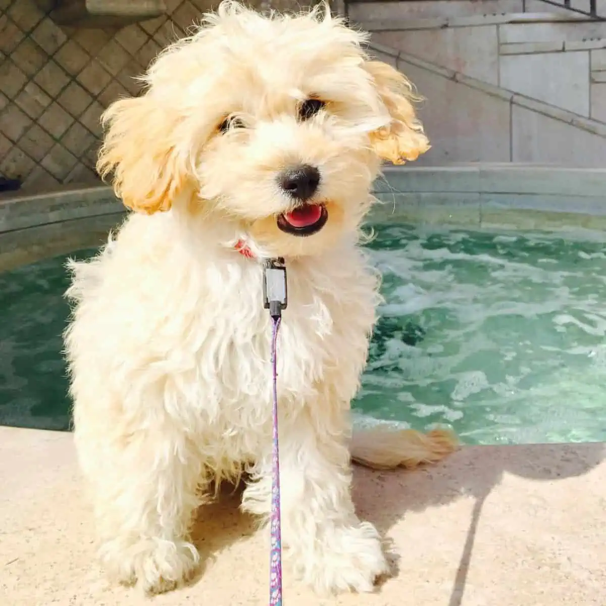 Toy Goldendoodle besides jacuzzi