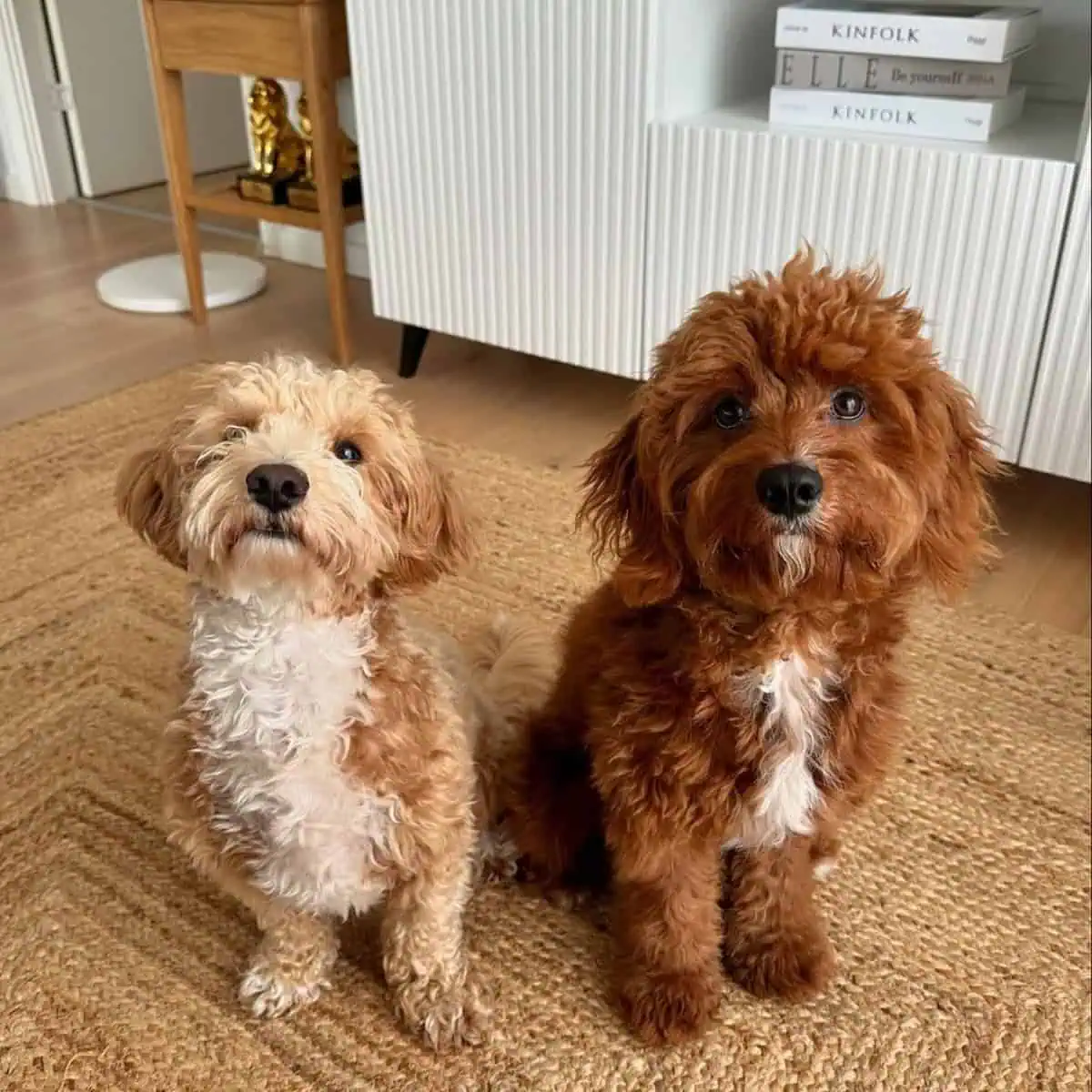 two Cavapoo best friends