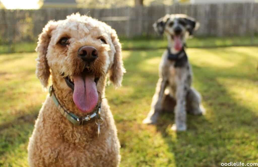 cavapoo two dogs