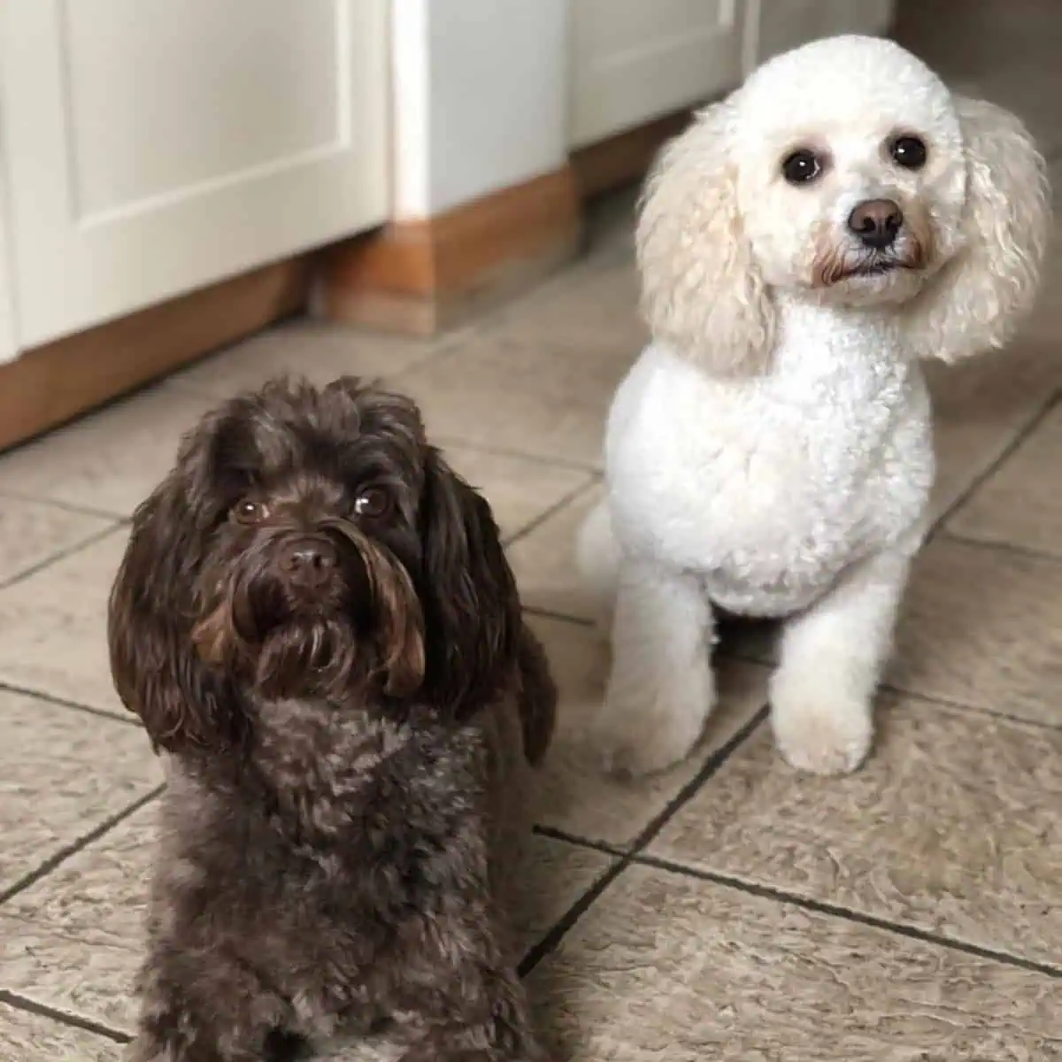 two Cavapoos in different colors look curious