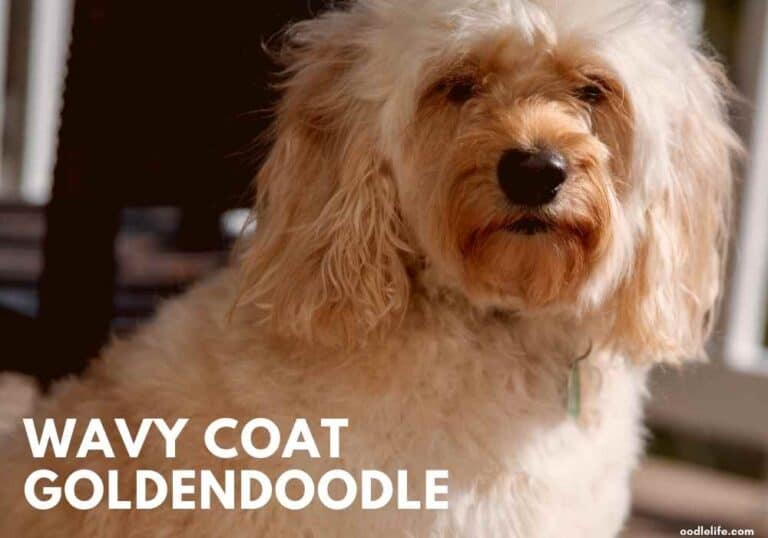 How Big Do Goldendoodles Get? [Goldendoodle Size Chart] Oodle Life