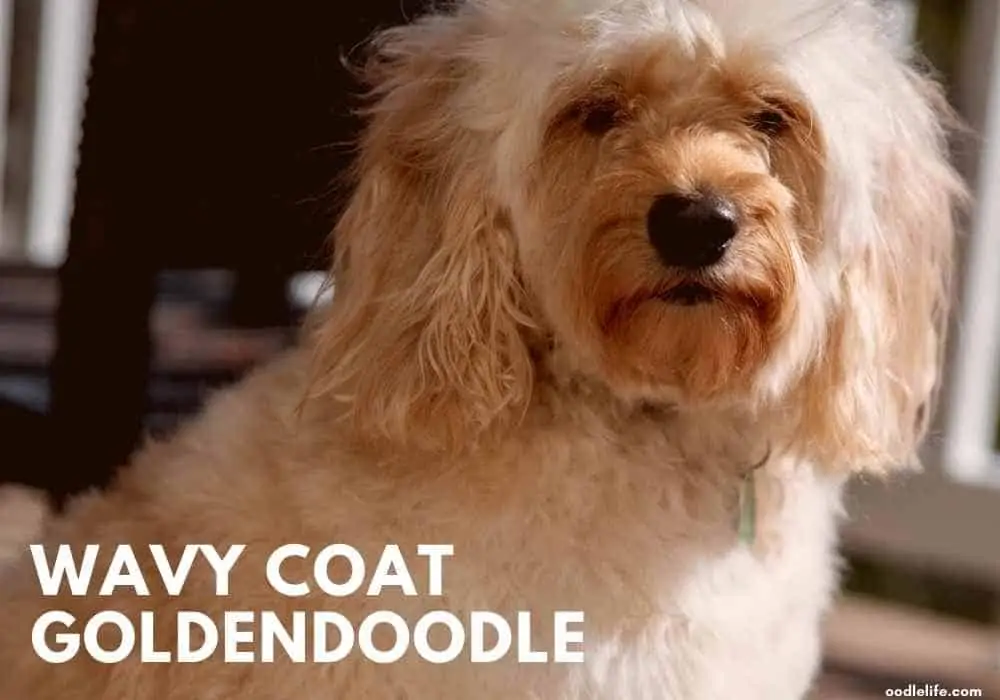 a wavy coat Goldendoodle