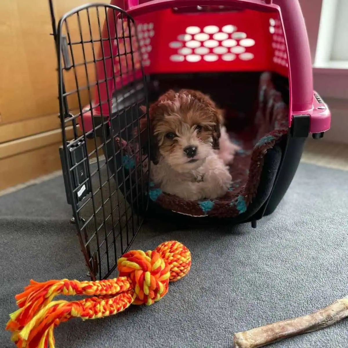 well-behaved Cavapoo puppy inside crate