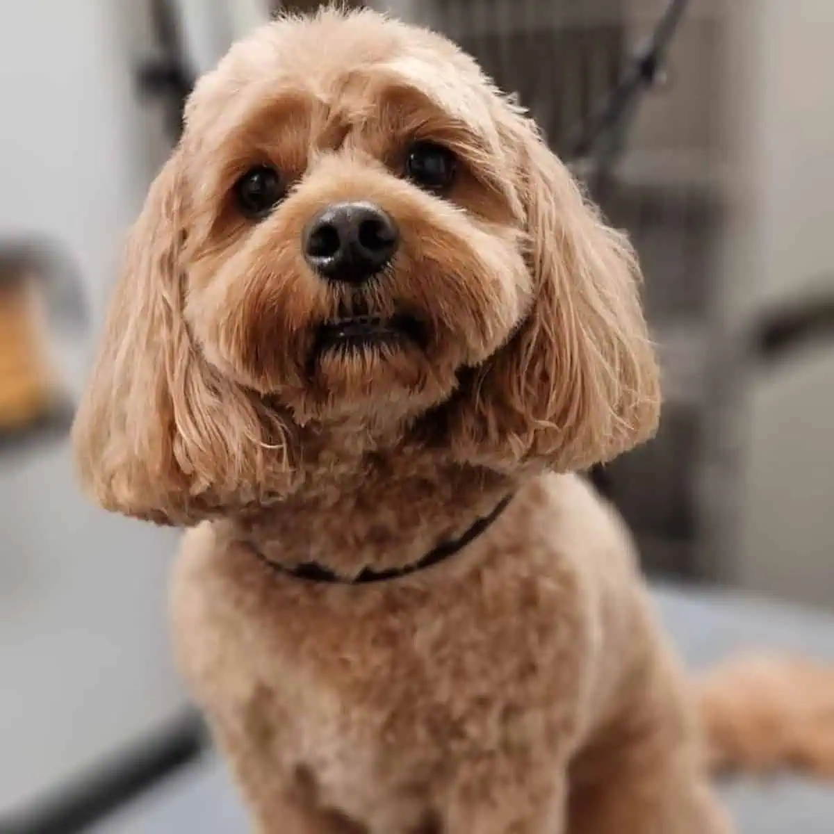 well-groomed Cavapoo stares at its owner