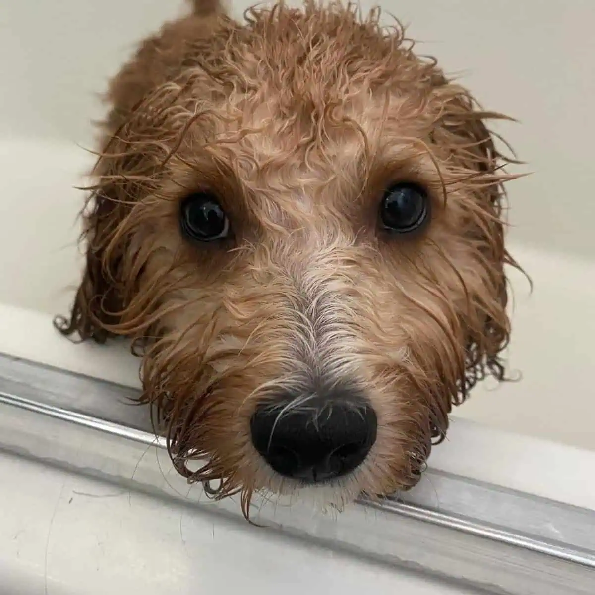 wet Cavapoo enjoyed bath time with owner