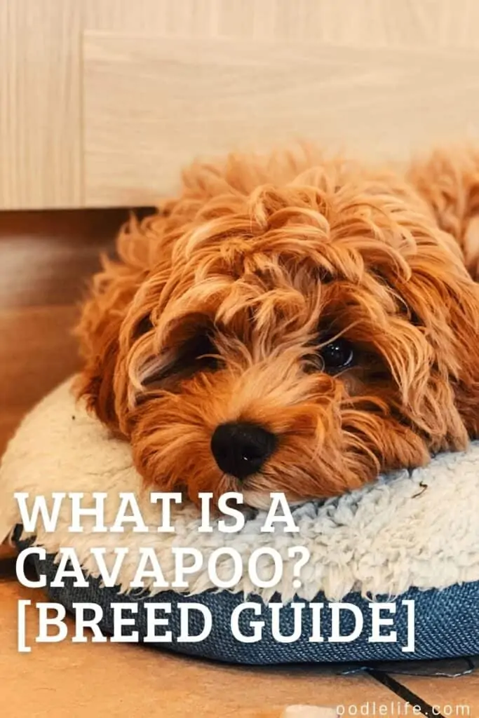 what is a cavapoo