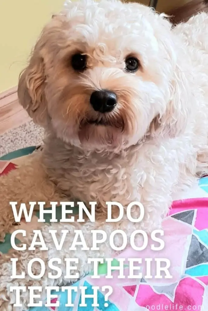 when do cavapoos lose their teeth
