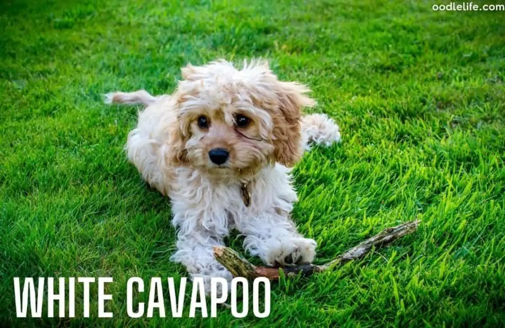 white coat cavapoo