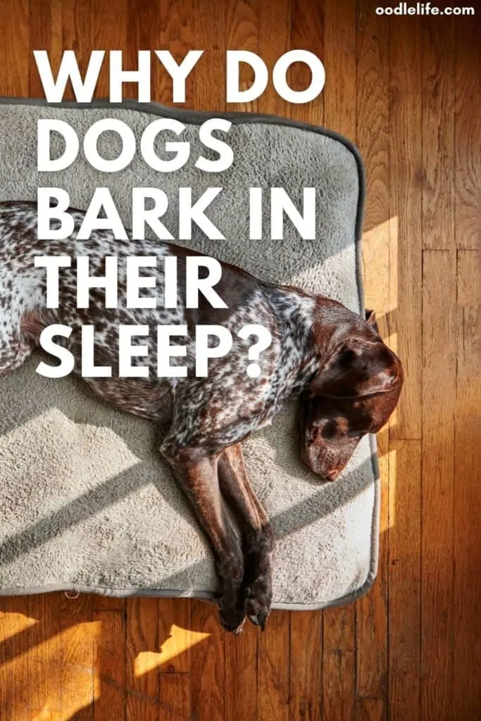 why do dogs bark in their sleep