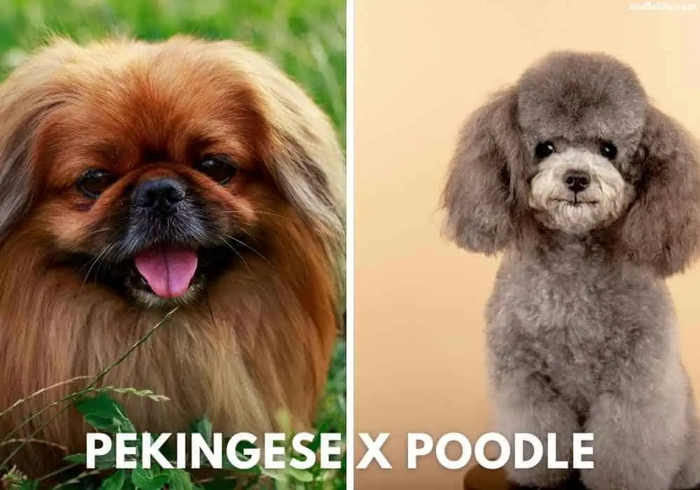 pekingese x poodle mix the peekaboo