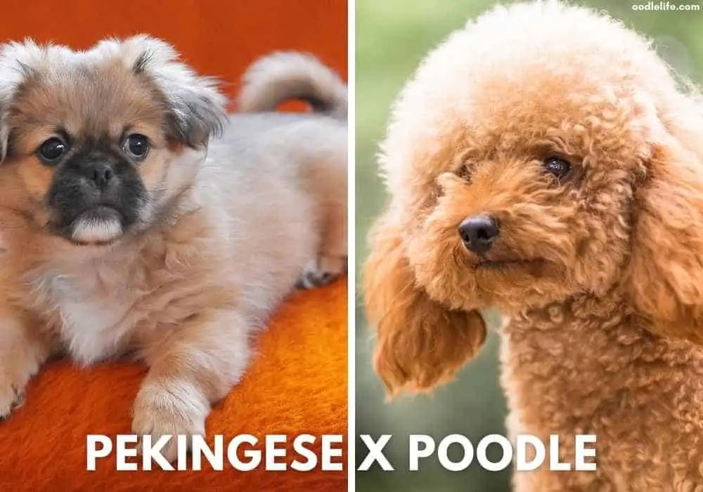 pekingese x poodle mix the peekaboo