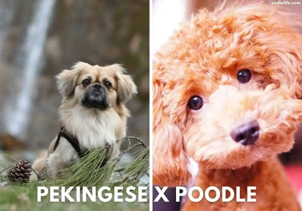 pekingese x poodle mix the peekaboo
