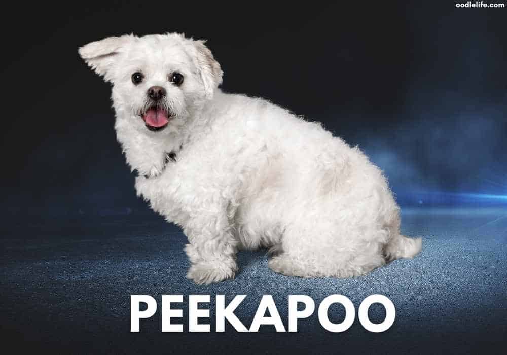 a peekapoo dog sitting