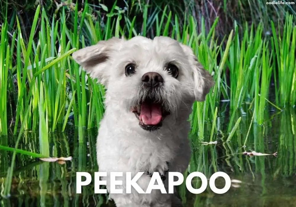 energetic peekapoo puppy