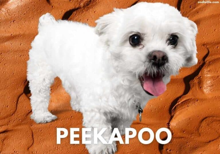 What is a Peekapoo Dog? (2024 with pictures)