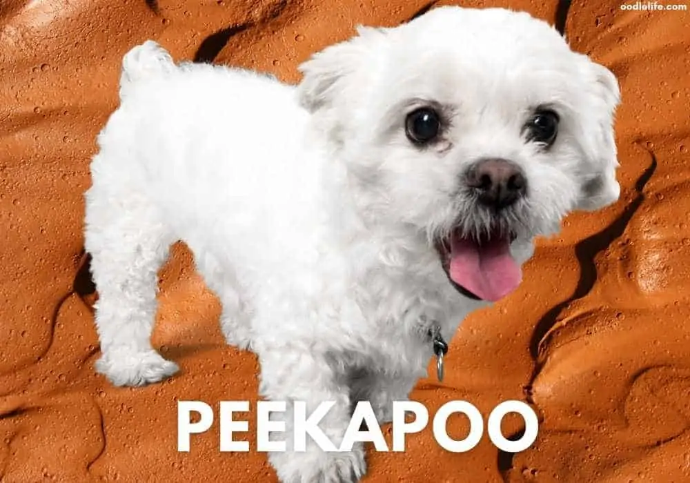 Peekapoo white coat