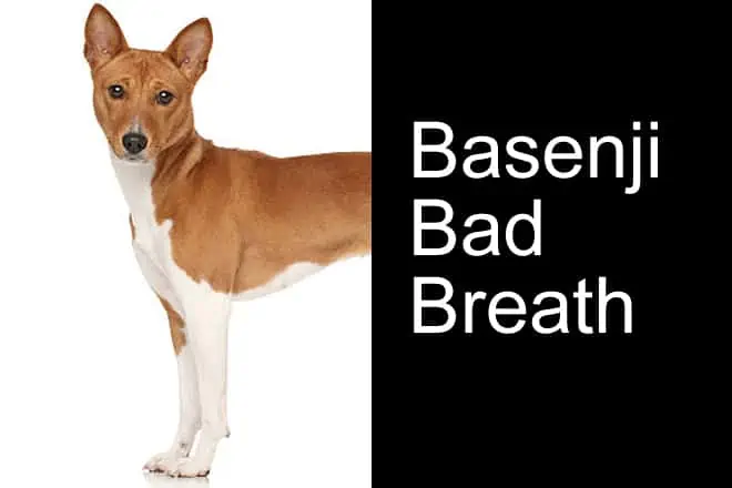 Basenji Bad Breath (How To Fix Stinky Basenji Breath)