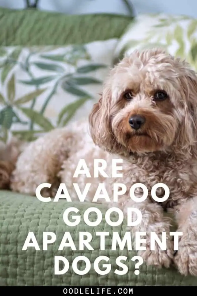 are cavapoos good apartment dogs