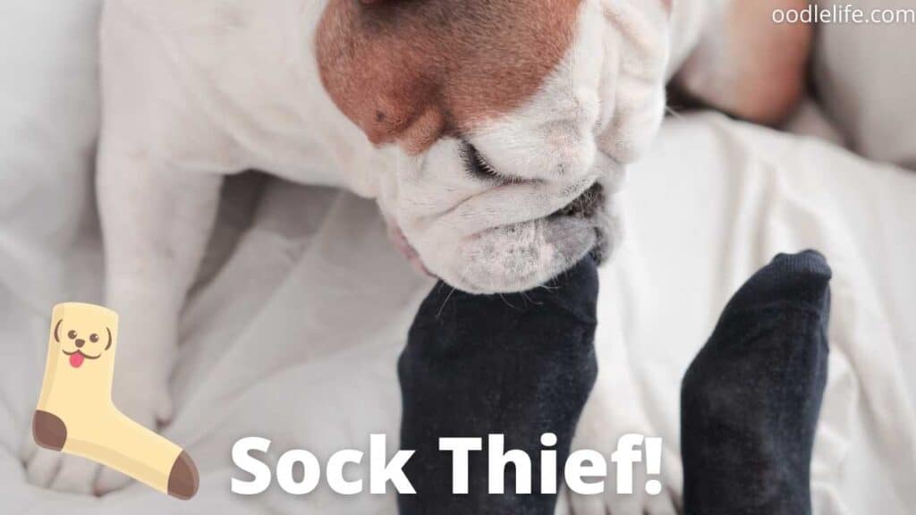 Why does my dog always want my socks?