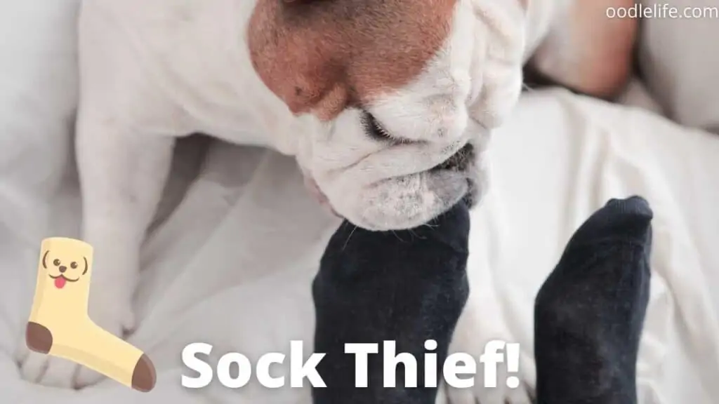 dog trying to steal a sock