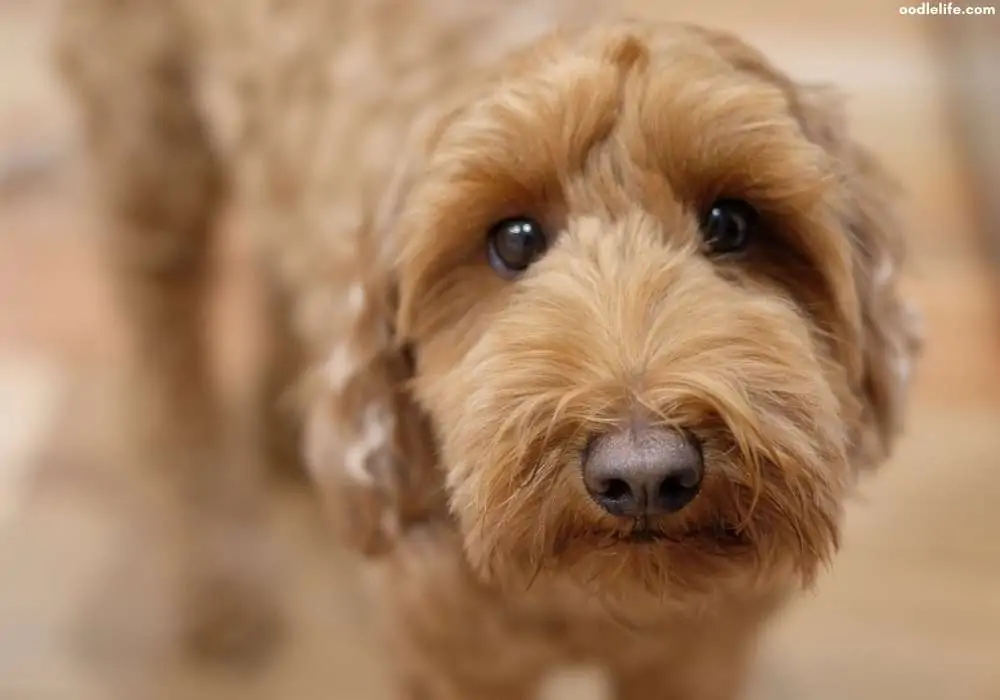 labradoodle puppy eyes