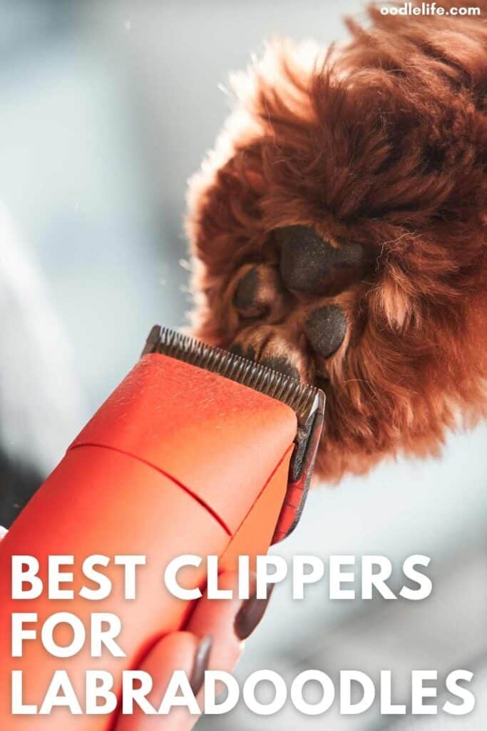 labradoodle clippers