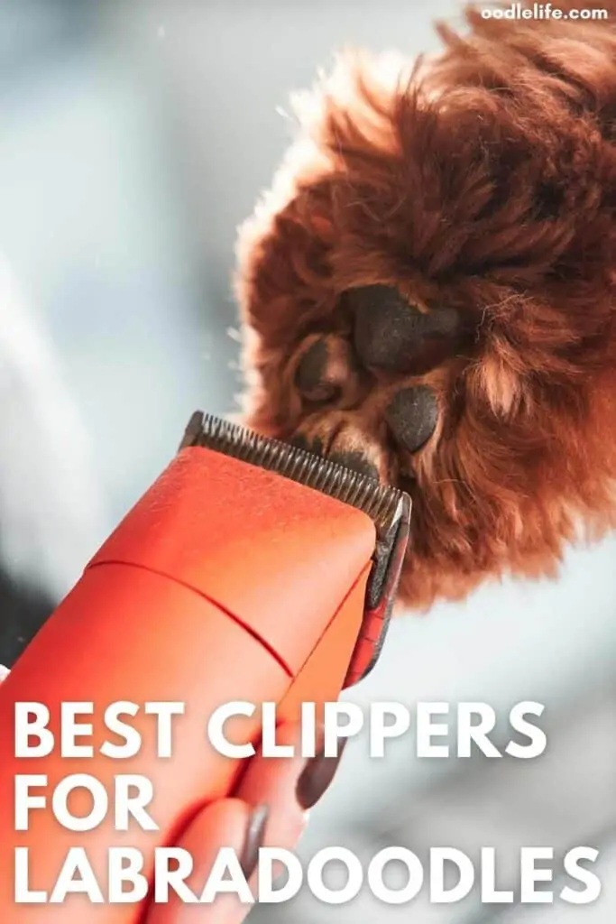 best clippers for labradoodles