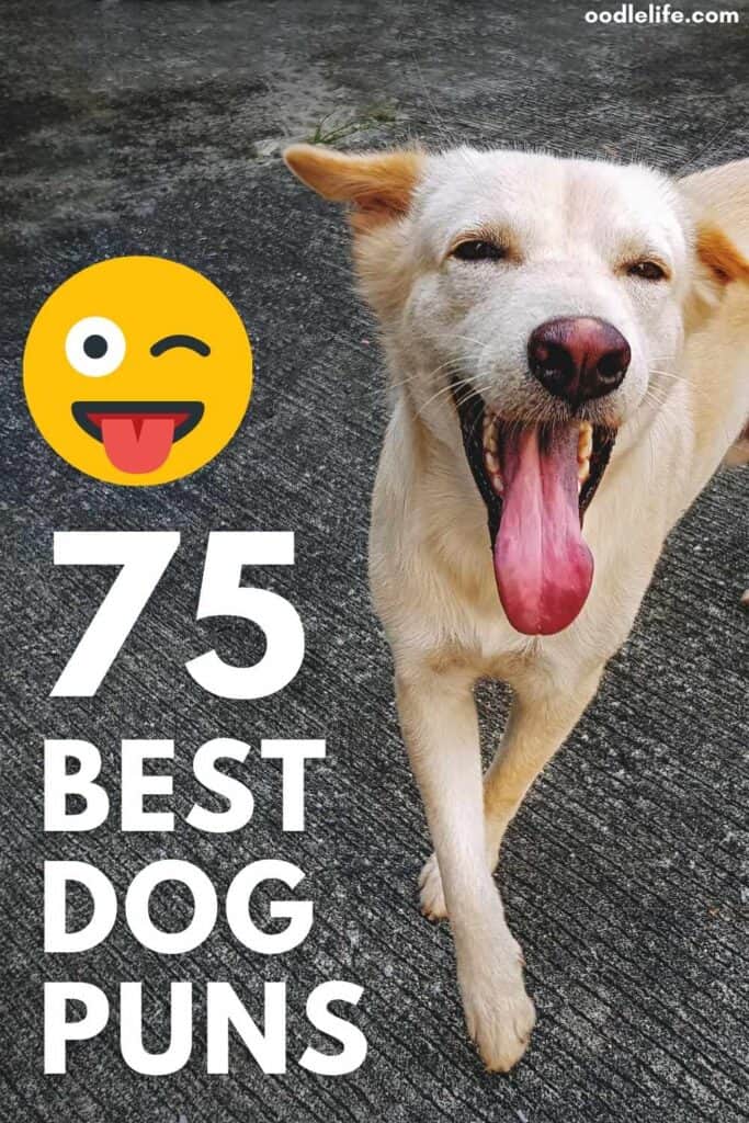 Dog Puns! The 75 Best Dog Puns - Oodle Life Dog Puns! The 75 Best Dog Puns - Oodle Life